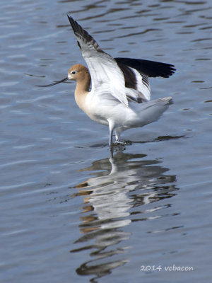 Amercan Avocet