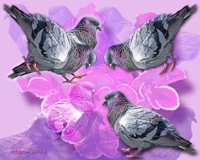 Pigeon Talk