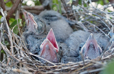 These blue jay chicks are just like kids.
At the end of the day they just want to sleep.
My camera barely woke them up.

P5215138_bjays.jpg