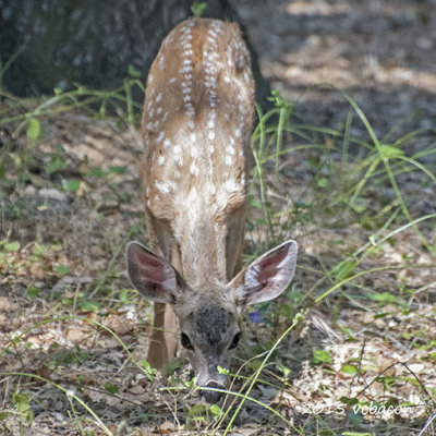 What a joy to find this little one out on her own.
As soon as I opened the sliding glass door, though, she scampered off.

DSC_3294_BD_fawn.jpg