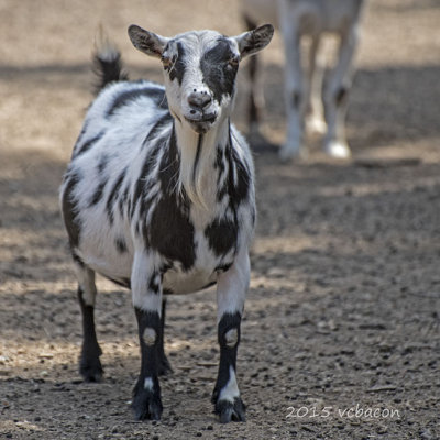 Goat Curiosity