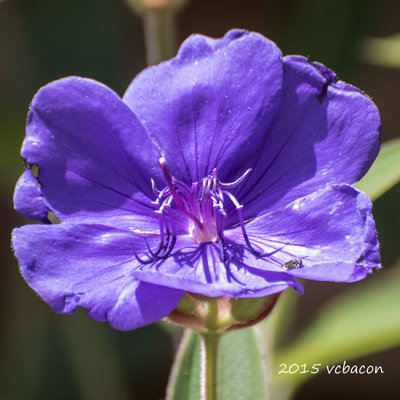 Purple Flower with Bee