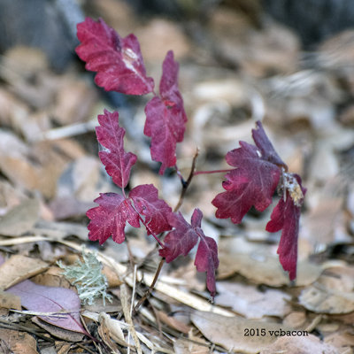 Leaves of Three