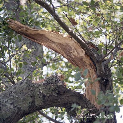 It's hard to know what caused this oak to split so precipitously.
The leaves on the branches were still green, but the drought has taken its toll on so many trees and shrubs.

DSC_4178 split oak.jpg