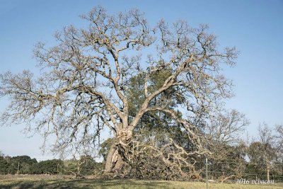 Even this loft and majestic oak can't help but feel the pain of drought.
Like so many ancients, it suffers, but survives as a reminder of how precious water can be.
