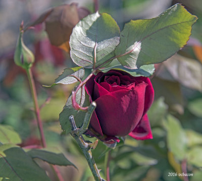 A rose in hiding