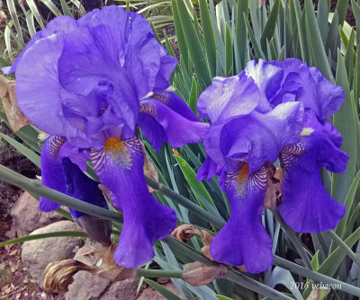 Bearded Puple Iris