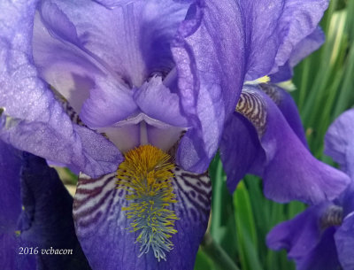 Heart of a bearded iris