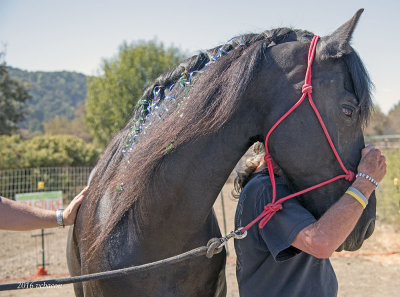 Horse Friend