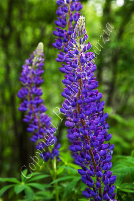 Image 1621 - Lupines