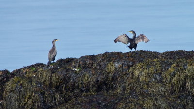 Skarfar vi Grttu - Great Cormorants  near Seltjarnarnes