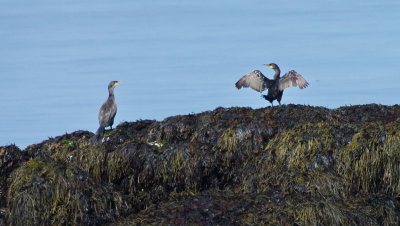 Fuglar - Birds