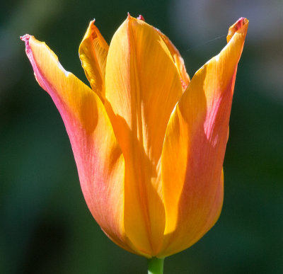 f/8 Autofocus test