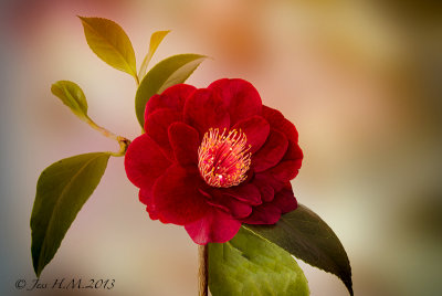 Camellia  Japonica Bob Hope