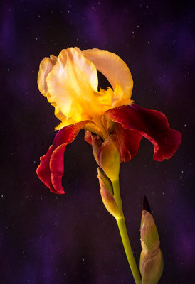 Starry Night Iris