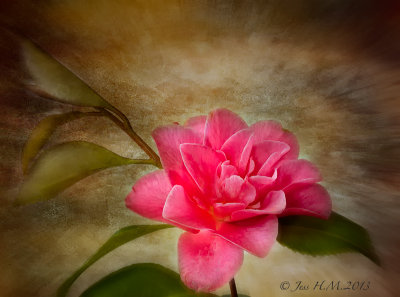 Pink Camellia Japonica