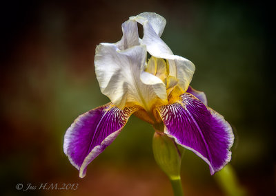 Royal Iris
