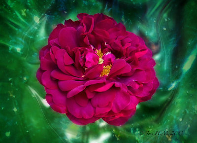 Gallica Rose~Red Rose of Love