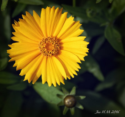 Yellow Daisy.