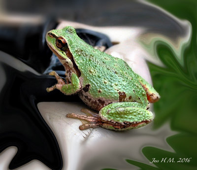 Tree Frog.