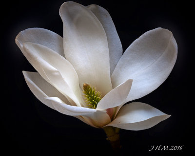 Magnolia.