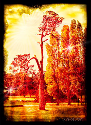 Sunshine Dream Trees