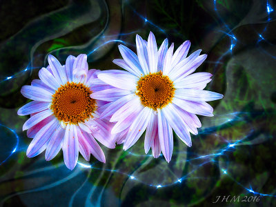 Dream Daisies