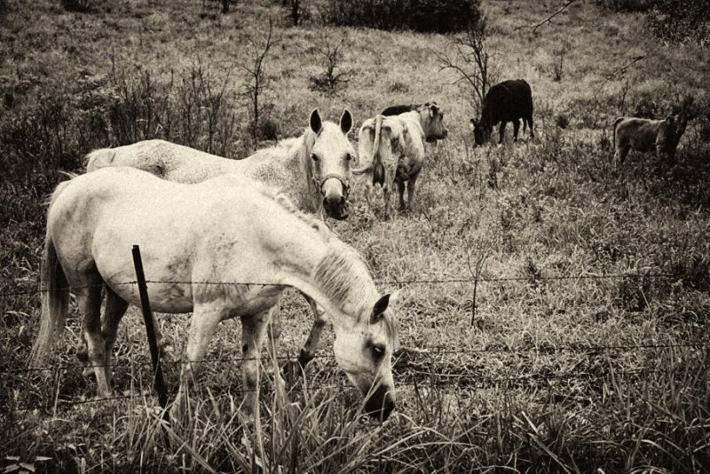 Horses in Sepia