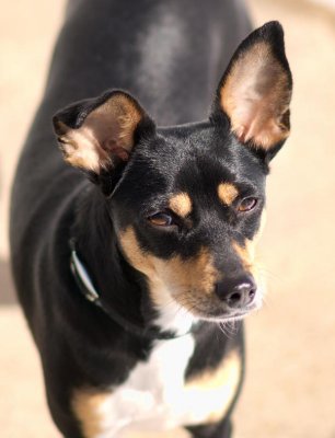 ROX Dog Portrait