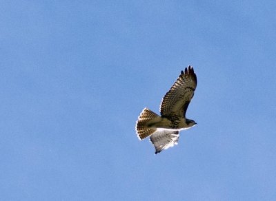 Hawks Overhead