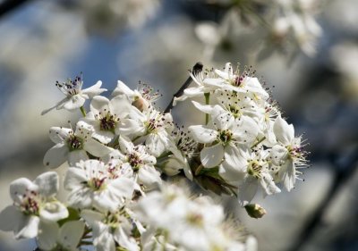 Blooming Bradford Pear Tree