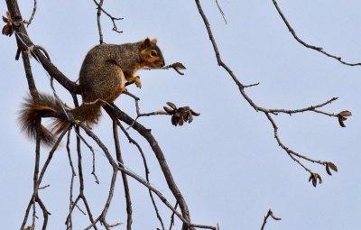 Squirrel at Play