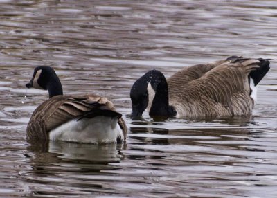 Water Fowl (Nikon 200-500)