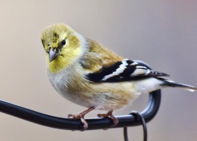 Birds @ Feeder