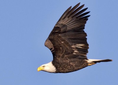 Bald Eagles Gallery