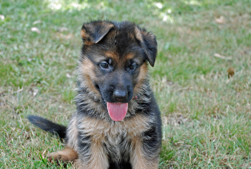 Pup-060.jpg