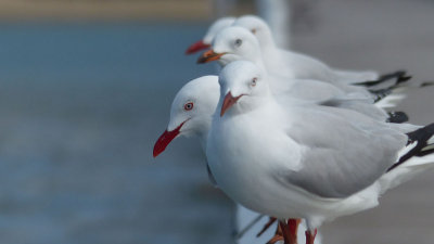 seagulls