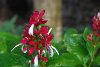 Flower Botanic Gardens