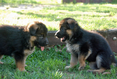Mr Red & Lilly