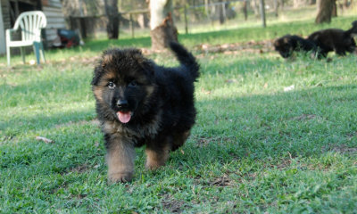 pups2.jpg