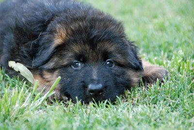 pups10.jpg