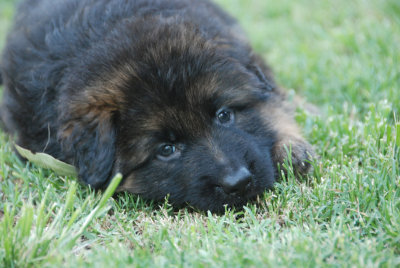 pups9.jpg