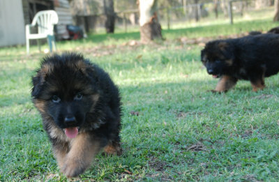 pups1.jpg