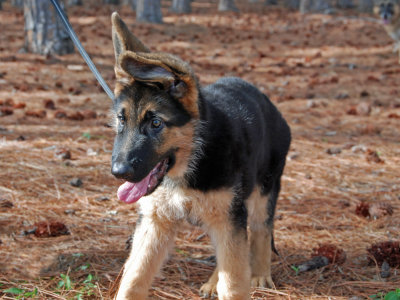Rikko 5-015.jpg