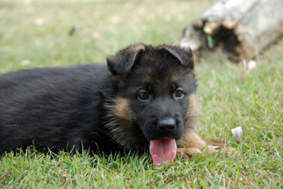 Pup-086.jpg