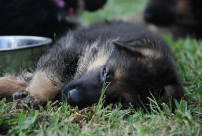Pup-103.jpg