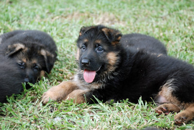 Pup-121.jpg