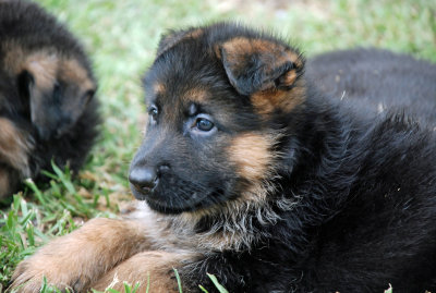 Pup-123.jpg
