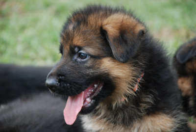 Pup-124.jpg