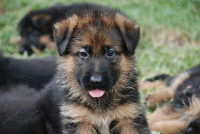 Pup-126.jpg